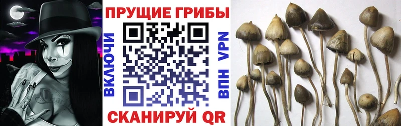 Псилоцибиновые грибы мицелий  Железноводск 